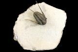 Cyphaspis Eberhardiei Trilobite - Foum Zguid, Morocco #154293-1